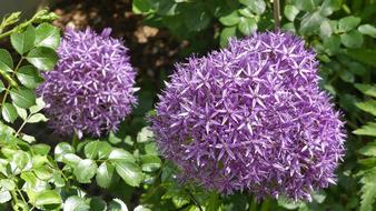 Blossom Bloom Flowers