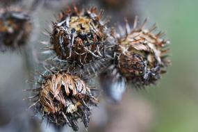 Nature Macro Bur