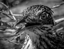 Nature Roadrunner Bird