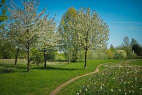 Trees Landscape Nature