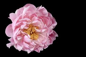 Peony Flower Floral