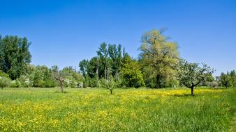 Nature Landscape Tree