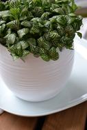 Fittonia Houseplant