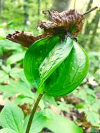 Nature Plant Environment