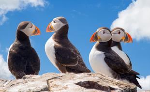Puffins Birds Animals