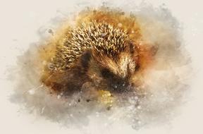 hedgehog nature animal cute