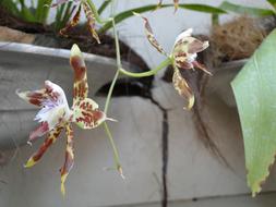 Orchid Flower Blossom