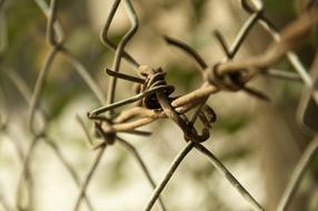 Nature Outdoors Insect