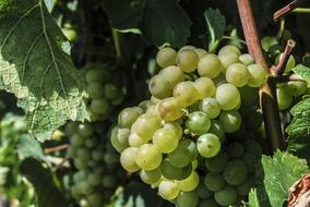 sweet grapes in the garden