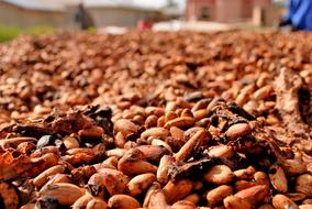organic dried cocoa beans