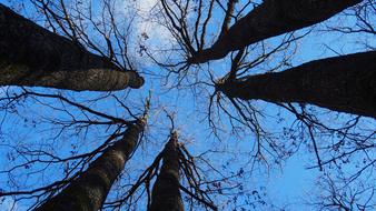 Bottom view Of Tree in Nature Forest