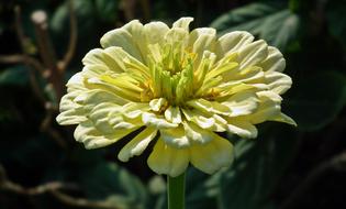 Flower Zinnia Nature