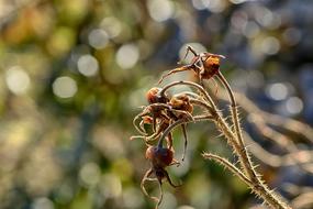 Branch Nature Rose Hip