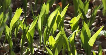 Lily Of The Valley Leaves Plant