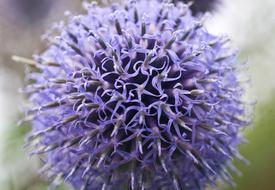 Thistle Flower Plant