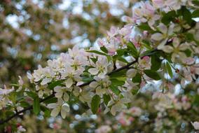 Flower Apple Blossom