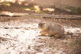 Nature Wildlife Animal