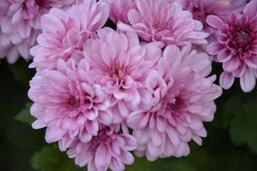 Flowers Chrysanthemums Roses