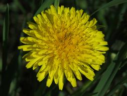Dandelion Blossom Bloom