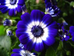 Cineraria Flower Flora