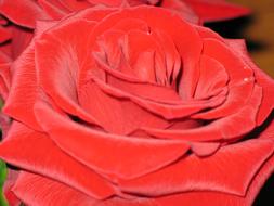 Rose Flower Red