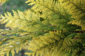 Thuja Nature Plant