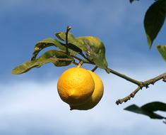 fresh lemons on a tree