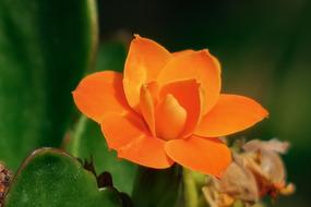 Spend Long Jeon Nature Plant