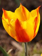 Tulip Flower Nature