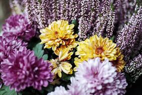 Flower Spring Yellow pink purple