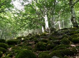 Beech Hayedo Forest