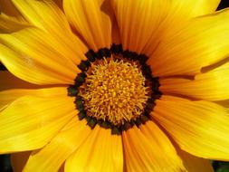 Flower Petals Pollen