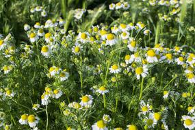 Plant Flower The Hay Field