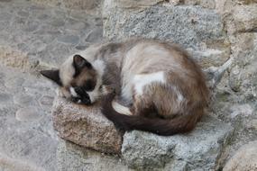 Animalia Nice Mammalia