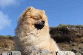 Spitz Miniature Nature Animals