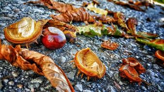 Autumn Leaves Chestnut