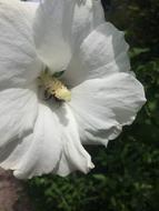 Hibiscus Flower Shrub