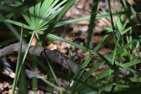 Lizard on Tree in Wildlife