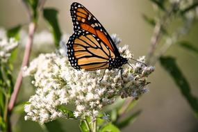 Butterfly Flower Spring