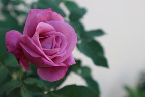 Rose Purple