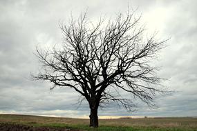 Tree Field Lone