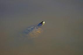turtle water swimming