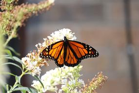Monarch Butterfly