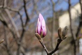 Nature Tree Yulan Magnolia