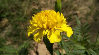 Flower Marigold