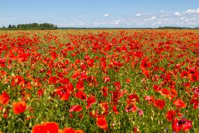 Poppy Flower Field
