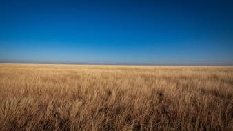 Prairie Grass Grassland