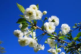 Apple Tree Flower Plant