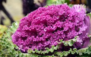 Kohl Ornamental Cabbage Winter