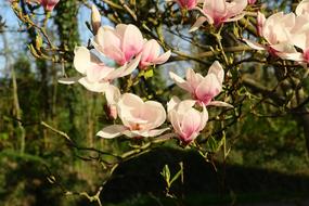 Magnolia Tree Flowers